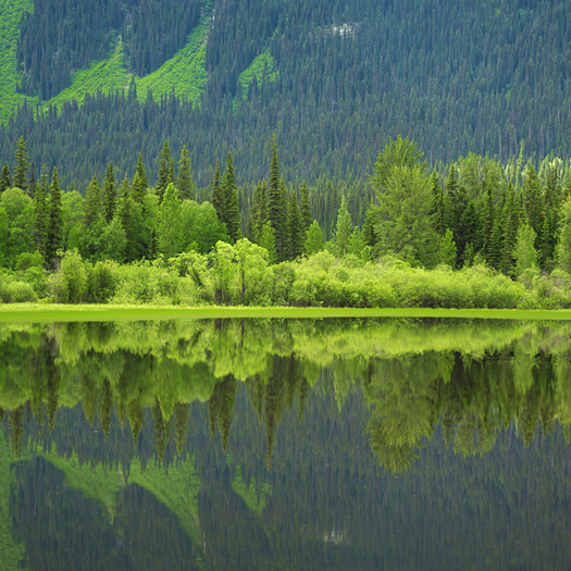Green trees refected in a lake