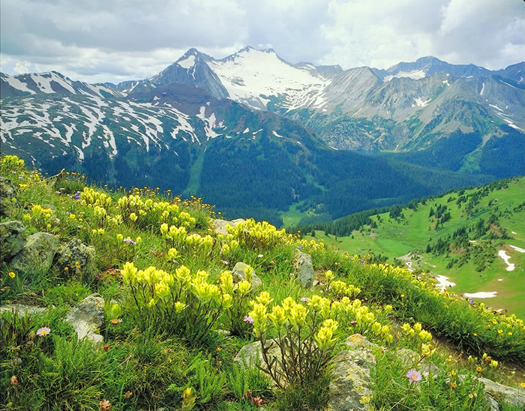 Yellow Paintbrush, Maroon Bells, Snowmass Wilderness near Aspen by John Fielder