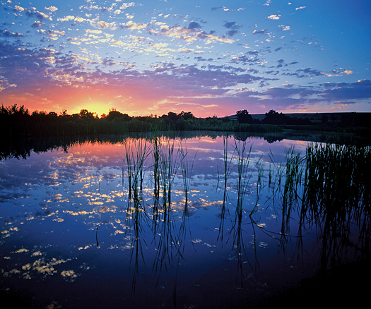 Wetlands Sunrise by Robert Castellino