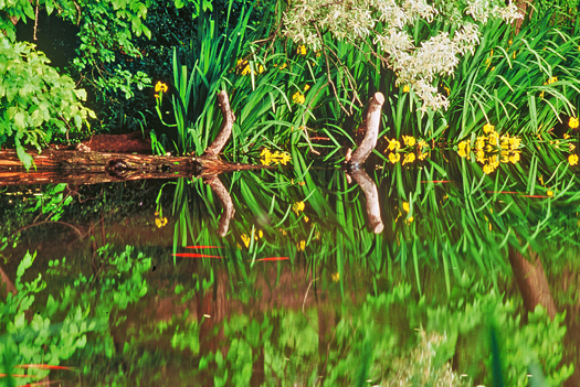Water Lilies, Japanese Koi, University Pond, Reflection, University of Colorado, Boulder by Robert Castellino