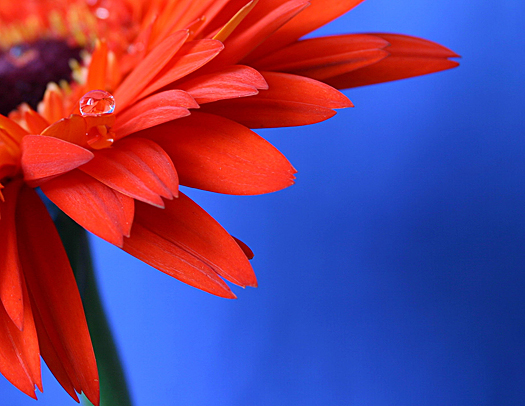 Beautiful red gerbera daisy with waterdrop