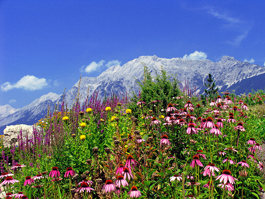 Alpine field of colorful wildflowers in Austrian Alps