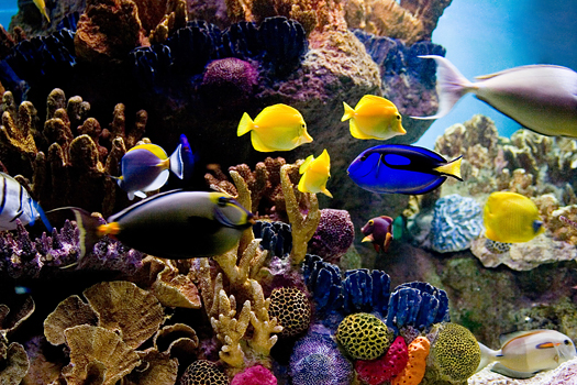Colorful ocean fishes in coral