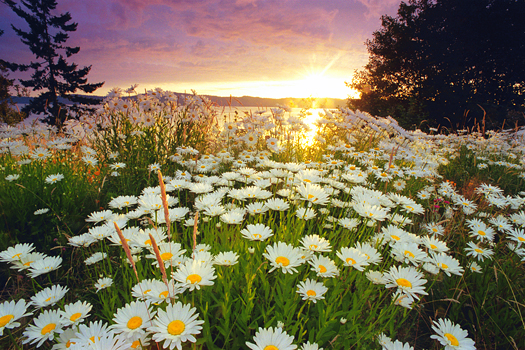 sunrise over a field of wild Daisies on Vancouver Island 