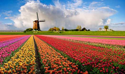 Colorful tulip field in a typical Dutch setting 