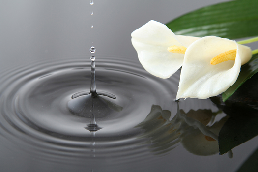 Calla lilies - Water drop and flowers