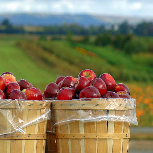 Two bushel baskets of red apples
