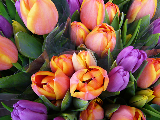 tulip bouquets for sale in front of a flower shop, Stockholm / Sweden 