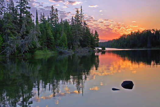 Coniferous pines in the wilderness, on a lake, at sunrise.