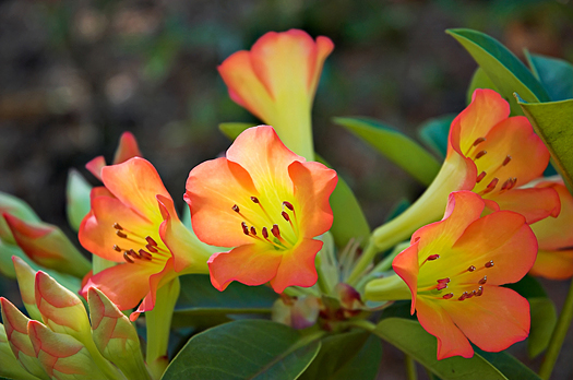 Vireya Rhododendron, Hilo, Hawaii