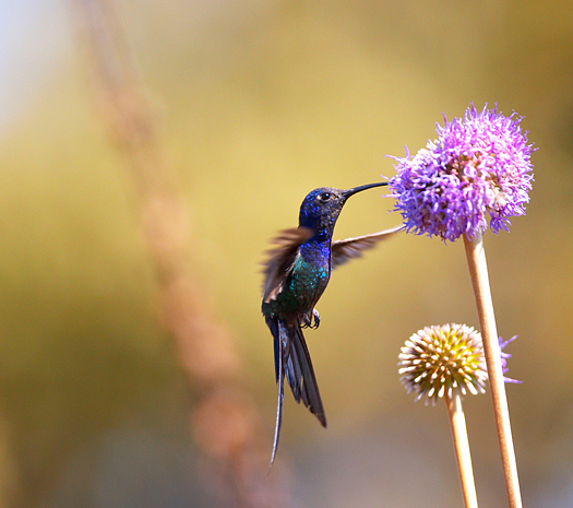 Hummingbird feeding on a purple flower