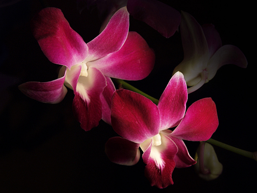 Twin deep pink orchids against black background