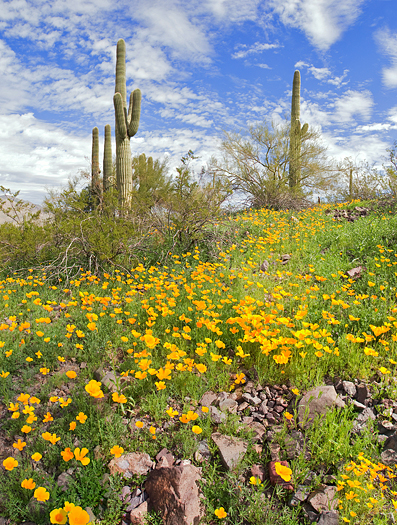 Blooming Desert with Saguaros in Picacho Peak State Park