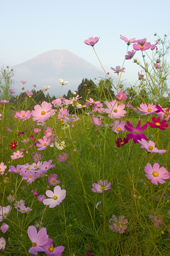 Cosmos with Mt Fuji in background
