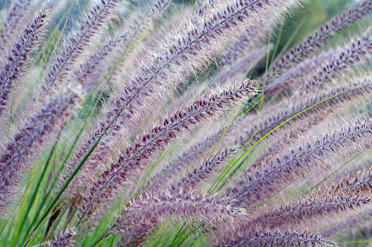 Close up of grass combed by wind