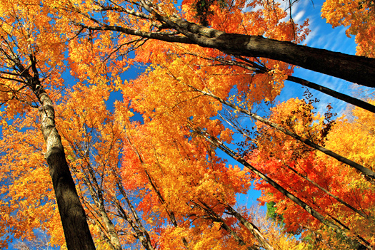 Fall maple trees glowing in sunshine with blue sky background
