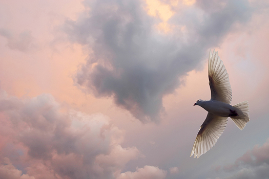 Dove Soaring in a beautiful cloud filled sky