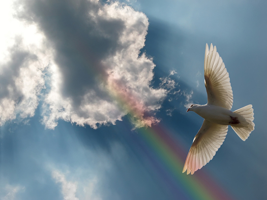 Dove Soaring in a beautiful sky with a rainbow and sunbeams.
