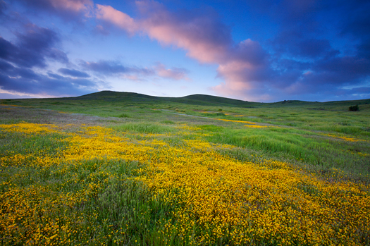Coast Goldfield wildflowers on a hillside at sunrise. Orange County, CA