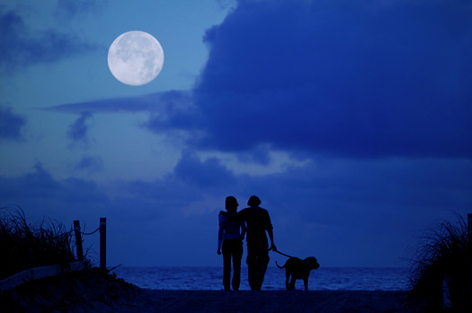 Loving couple walking their dog on the beach in the moonlight.