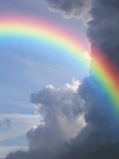 Rainbow in front of a flock of birds in flight against a background of clouds