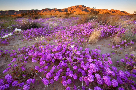 Desert Wildflowers In Joshua Tree National Park, California