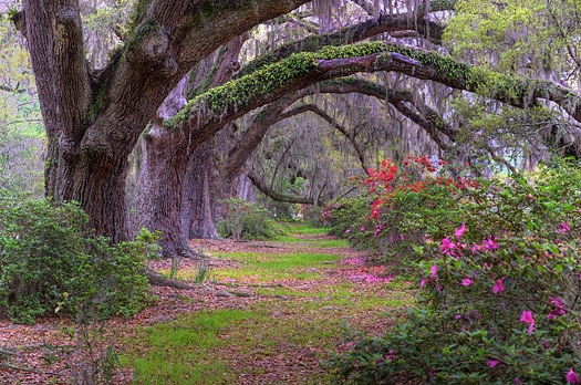 Spring landscape scene in woods of Charleston, South Carolina