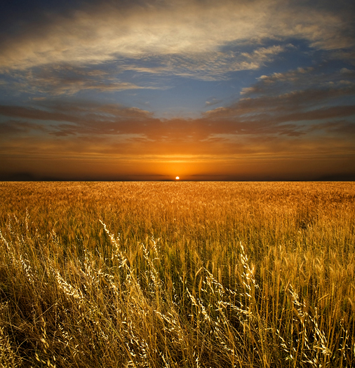 A golden wheat field beneath a brilliant sunset sky