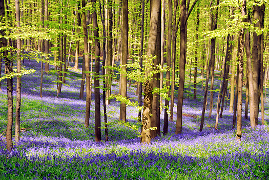 Beech forest in springtime with blooming bluebells,Hallerbos,Belgium.