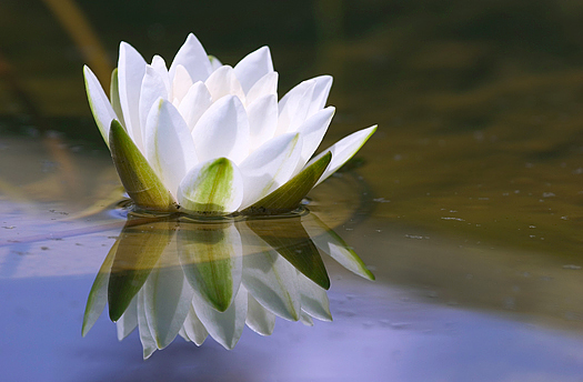 white delicate water lily reflected in pool