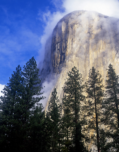 The El Capitan formation and fog photographed from the floor of Yosemite Valley in Yosemite National Park, California.