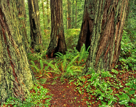 Trees in the Lady Bird Johnson Grove located in Redwood National Park, California.