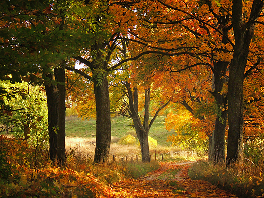  leafy path through an Autumn forest
