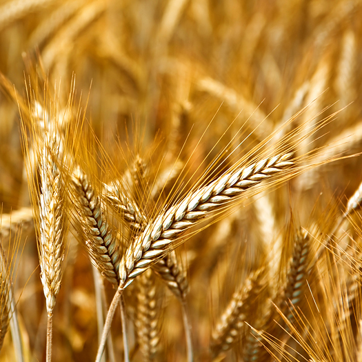 Golden wheat ready for harvest growing in a farm field