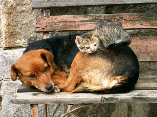 cat and dog, friends