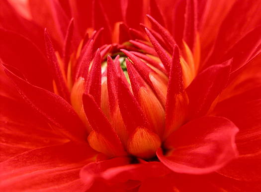 Closeup red dahlia