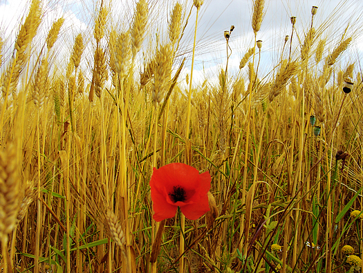 A single red poppy in a wheat field