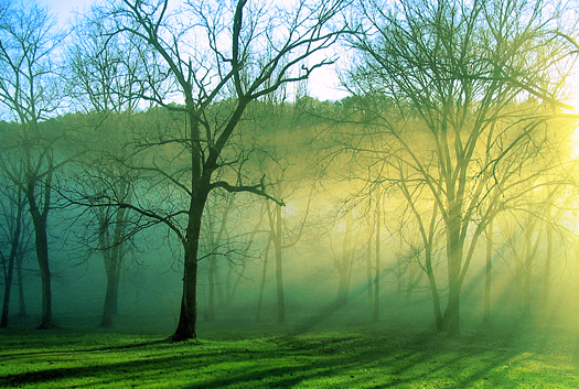 Black barked trees stand alone in the mist of the morning as the sun rises