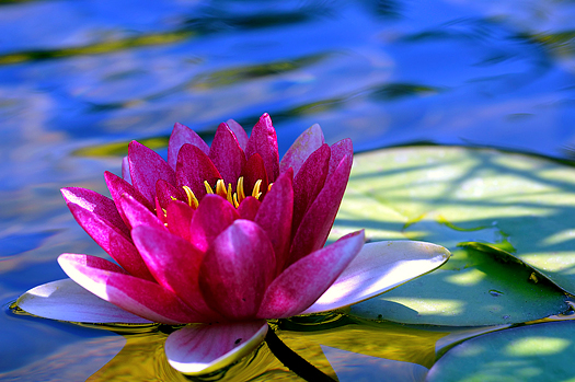 pink water-lily
