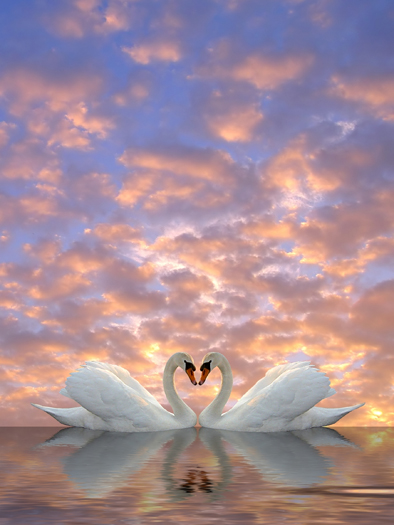 Two swans meeting to form a heart against pink and blue sky