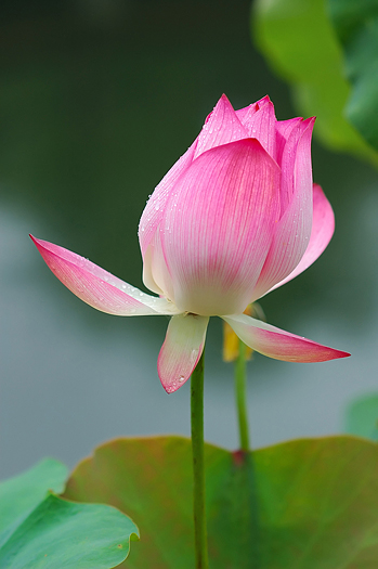 Pink Chinese water lily (lotus)