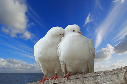 two love birds against blue sky