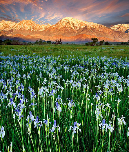 Irises in Owens Valley