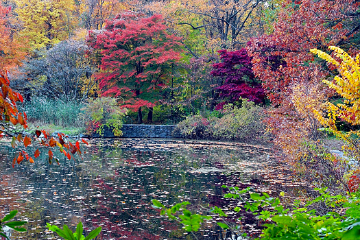 Reflection of colorful Fall foliage in pool