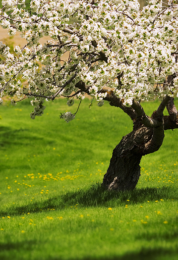 White blossoming tree in peaceful meadow