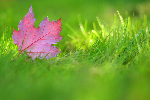 red maple-leaf on green grass,