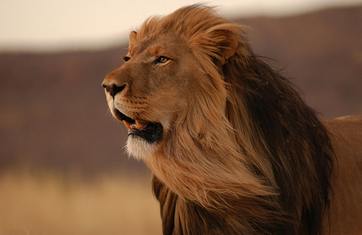 Close-up of an African lion, Namibia, Africa