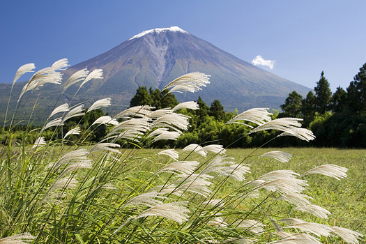 Japanese plume grass swaying in the wind with Mt. Fuji in the background