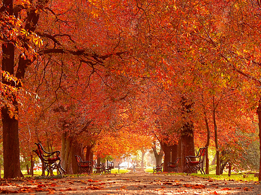 Park promenade under autumn trees