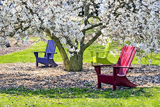 Three brightly colored adirondak chairs under a blossoming White Star Magnolia tree. Sunny spring day.